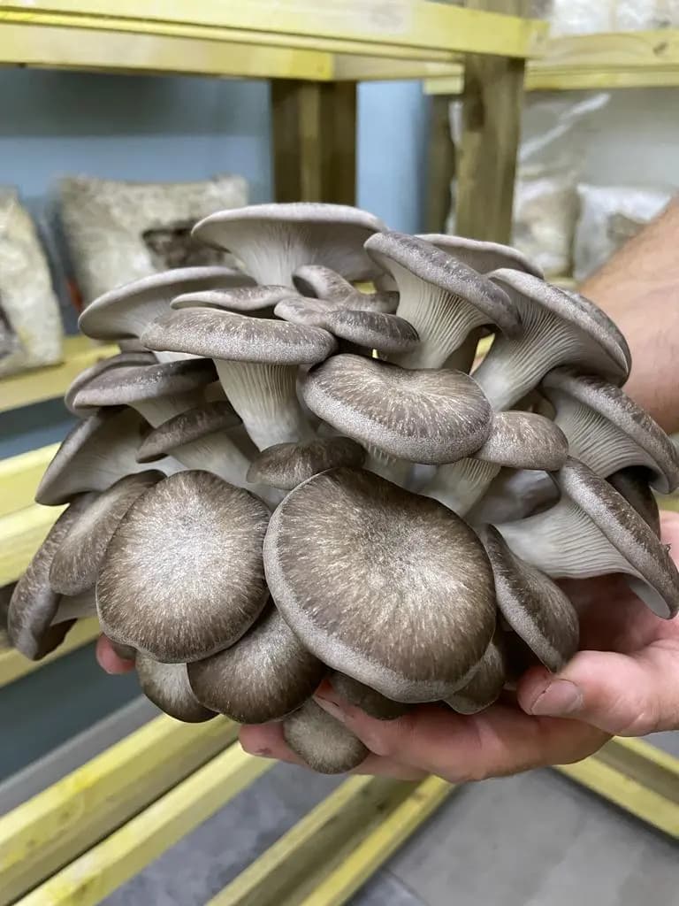 Black Pearl (Pleurotus ostreatus × Pleurotus eryngii) cultivé à la ferme