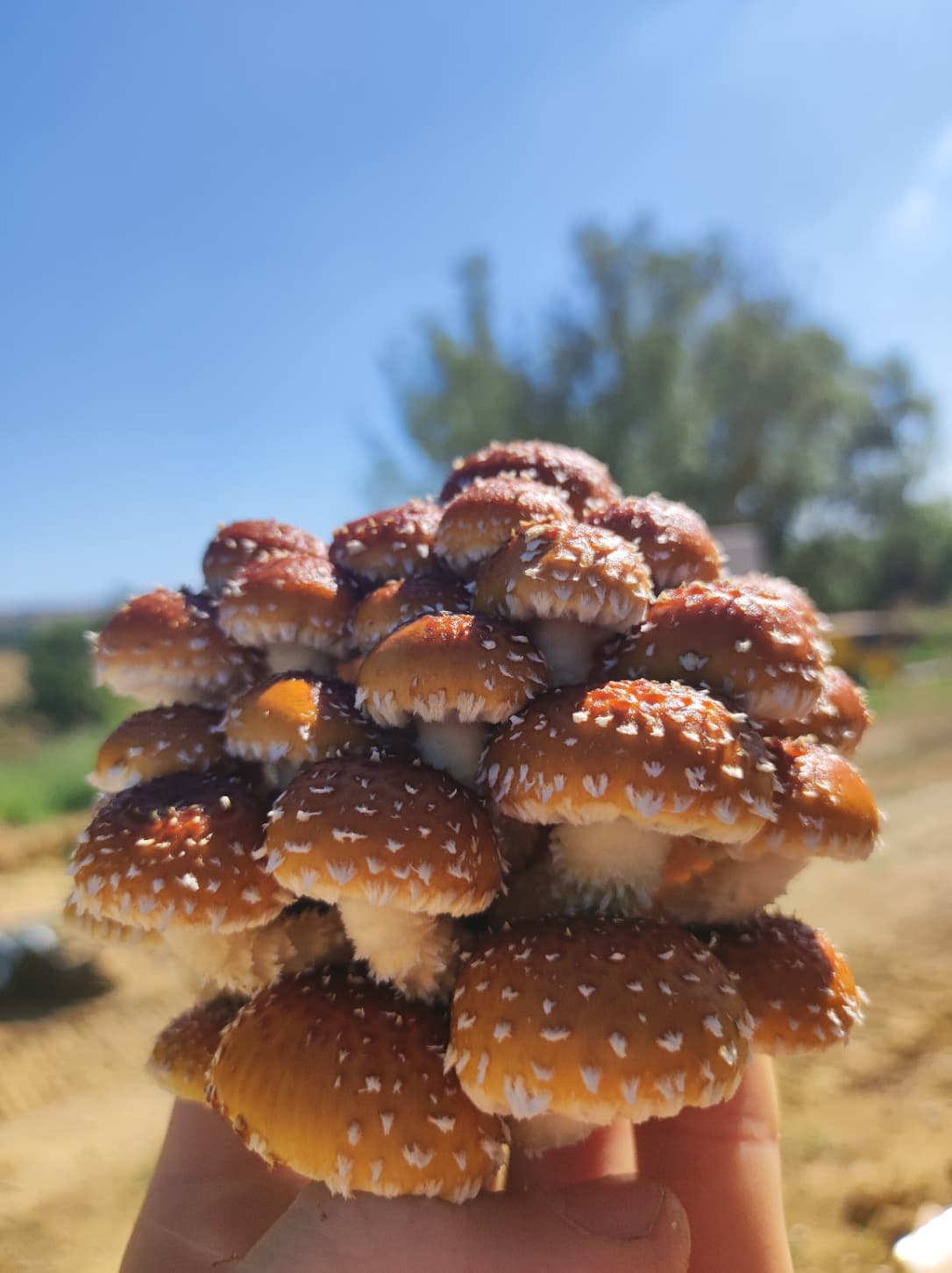 Chestnut en cours de culture