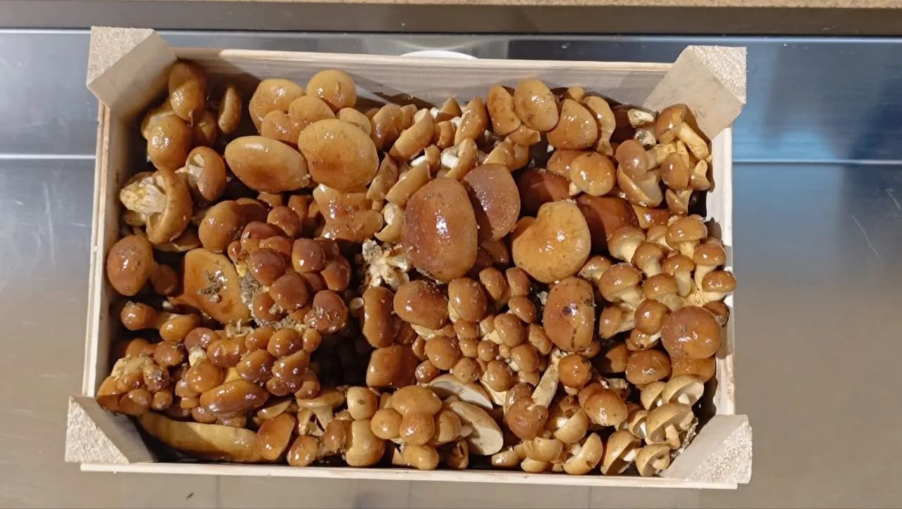 Nameko en cours de culture