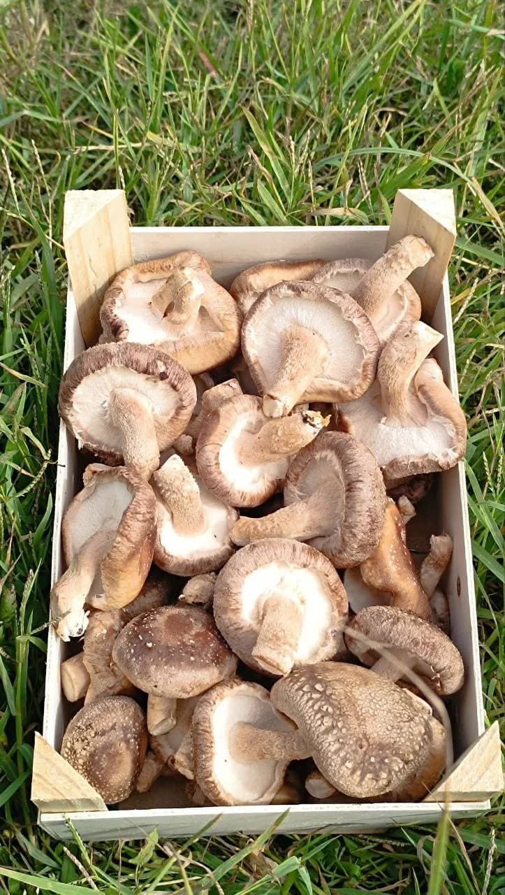 Shiitaké (Lentinula edodes) cultivé à la ferme