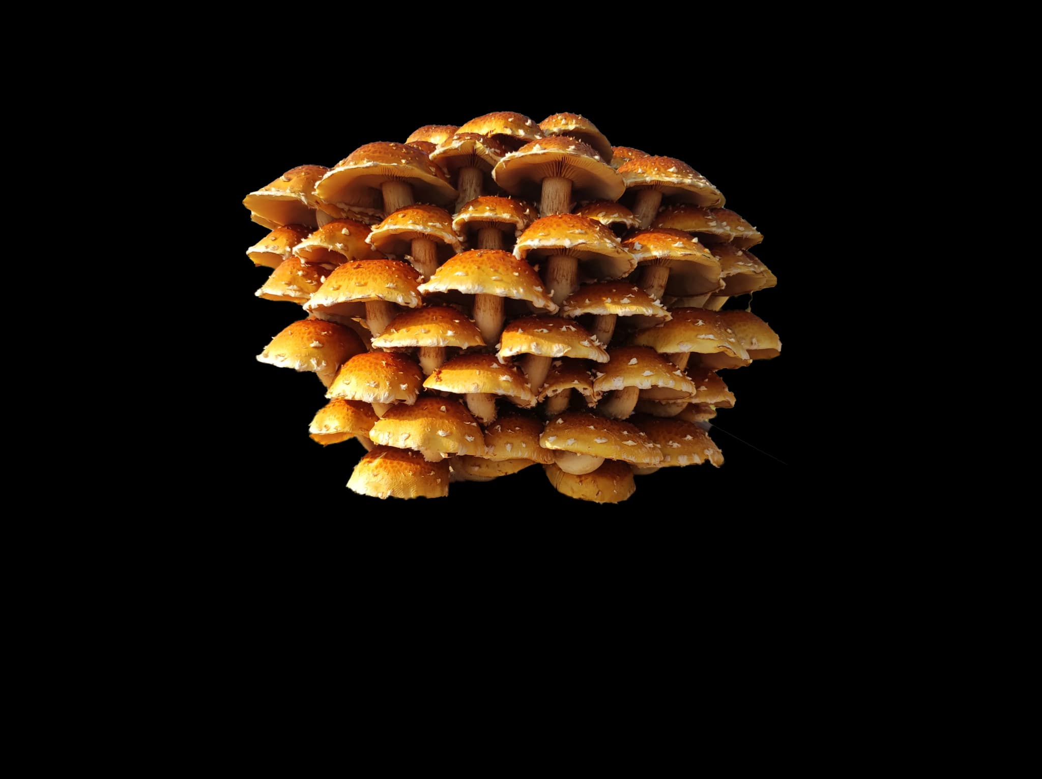 Chesnut