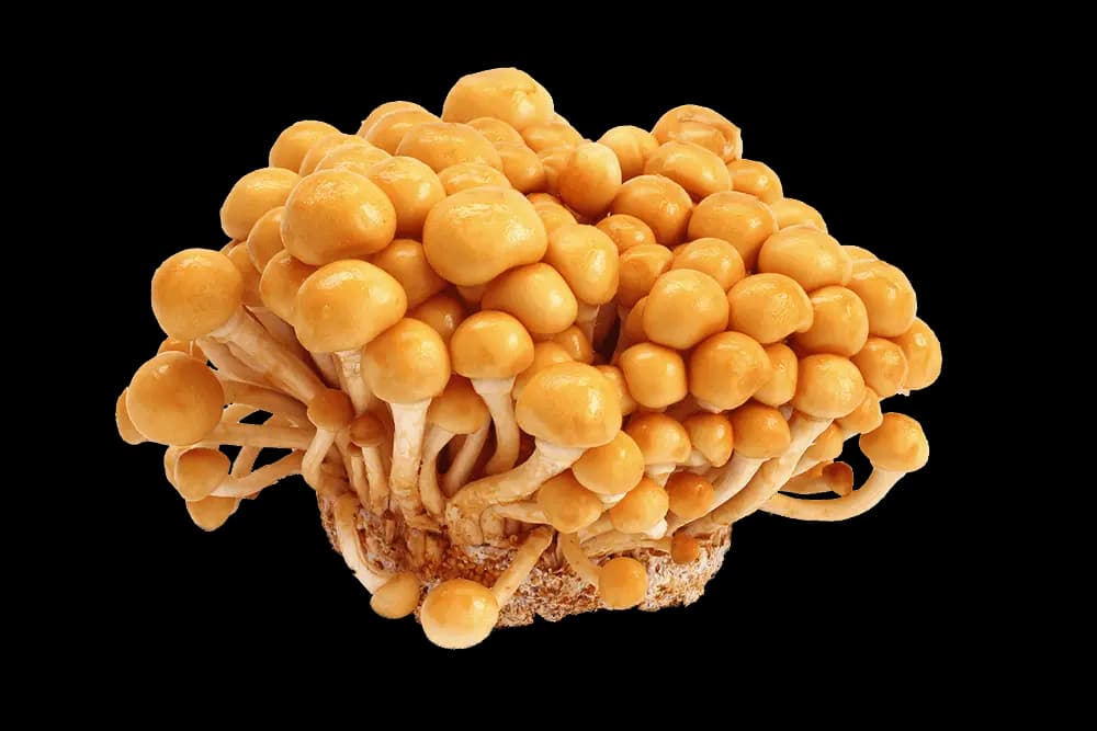 Nameko