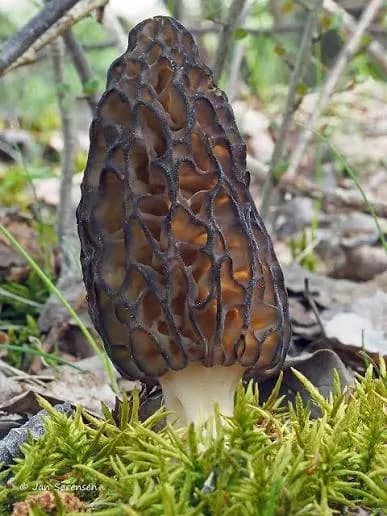 Morilles (Morchella importuna) cultivé à la ferme