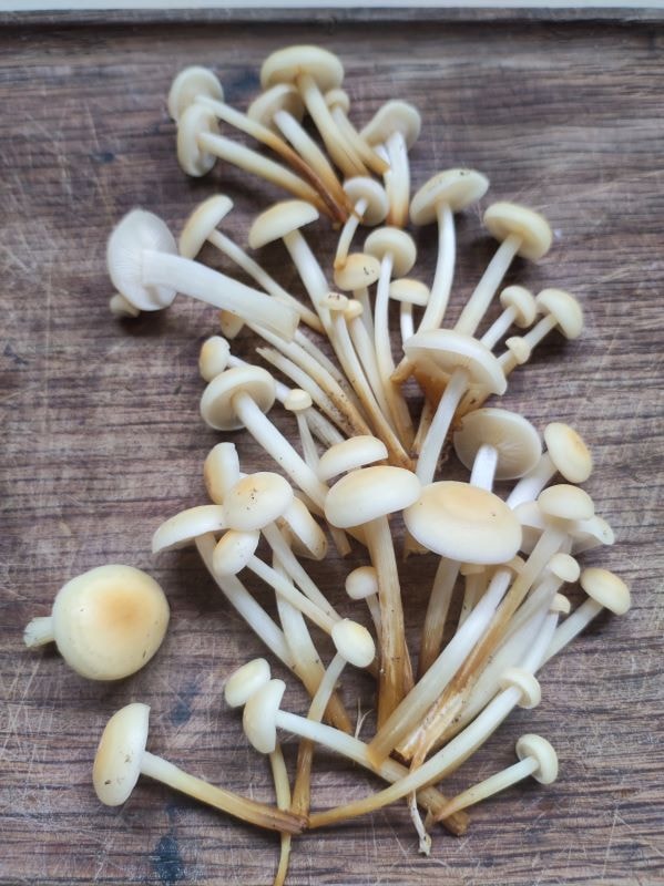 Ingrédients de la recette Poêlée de champignons à l'ail et au persil