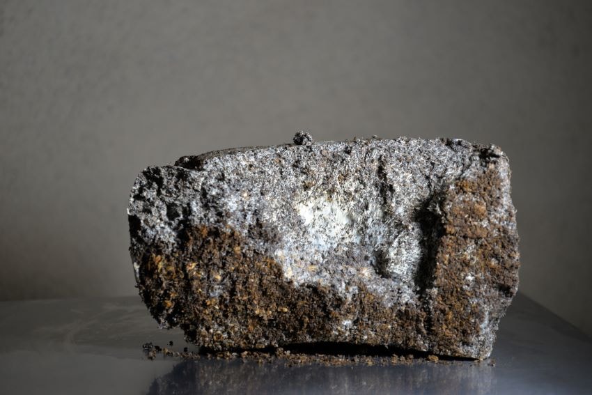 Block substrat - Colonisation et développement du mycélium