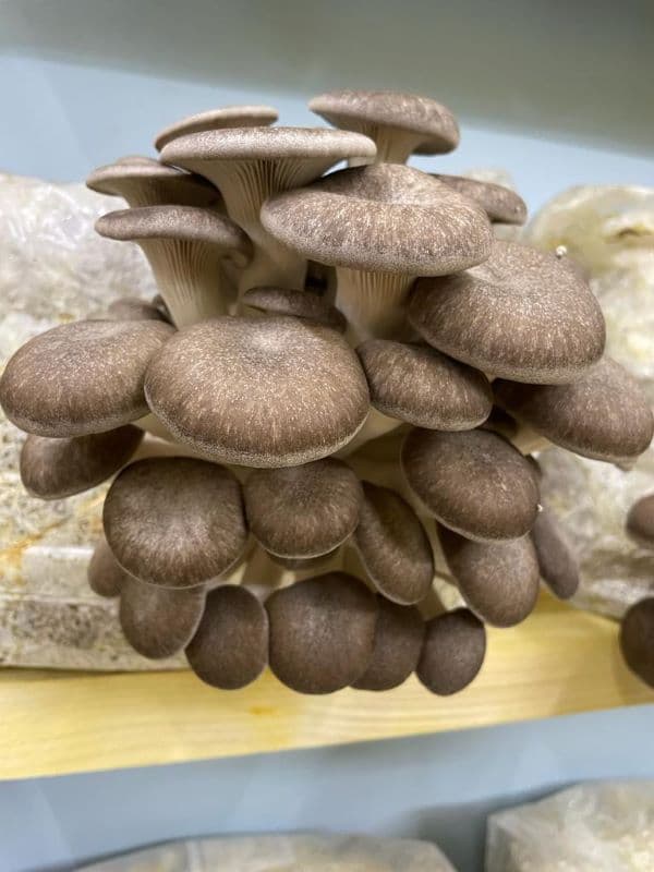Pleurotes Black Pearl arrivés à maturité, prêts à être récoltés