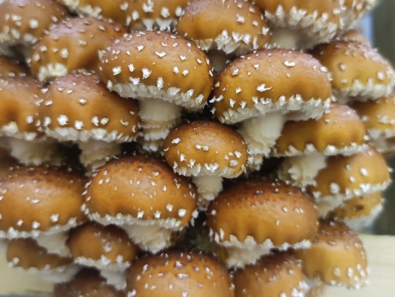 Poêlée de champignons à l'ail et au persil