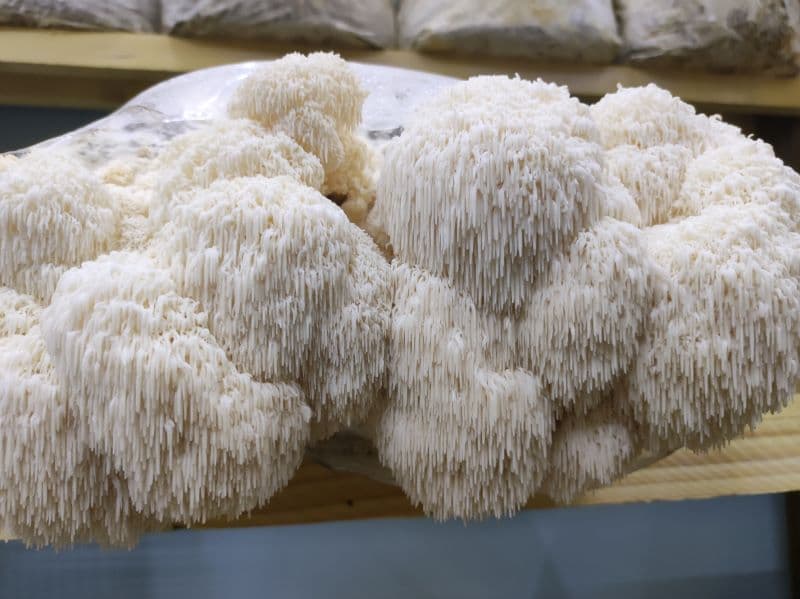 Crinière de lion, champignon bio cultivé par Mycop