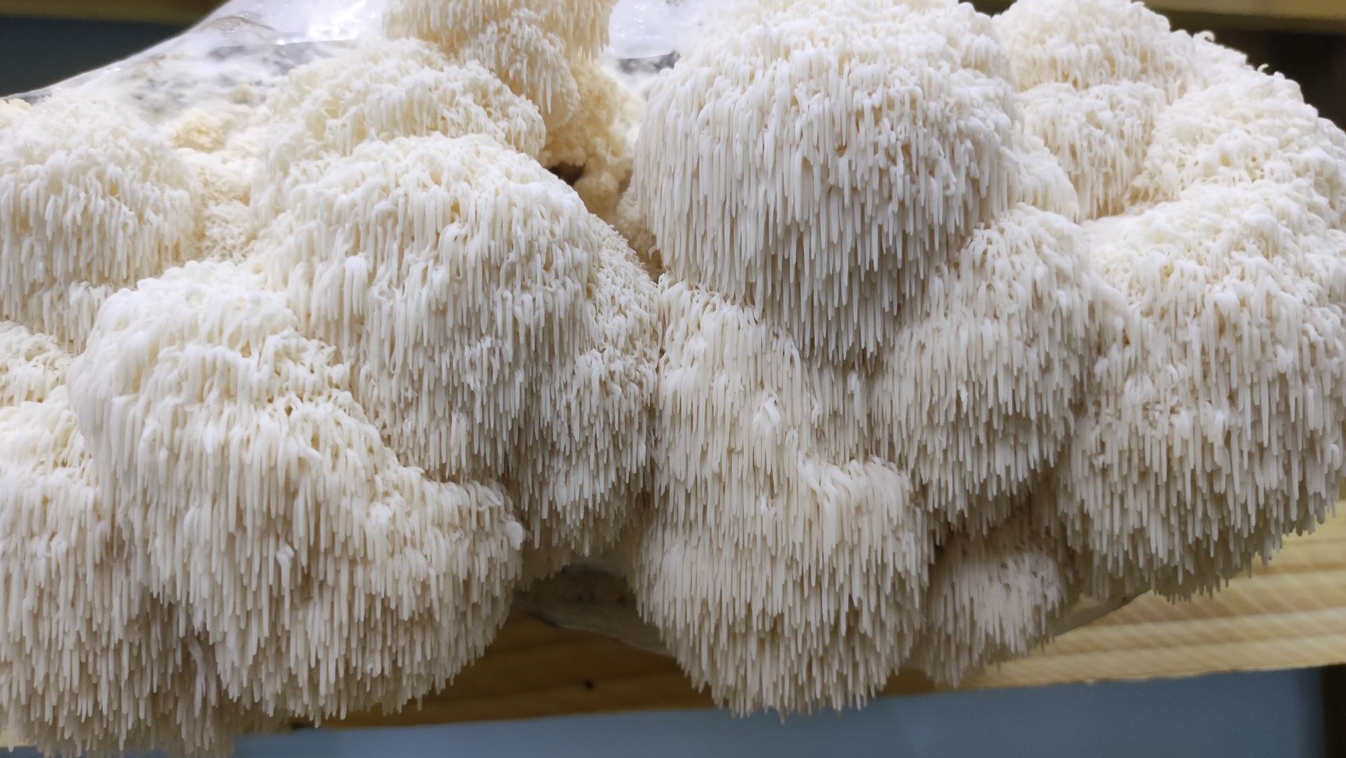 Velouté de champignons au thym