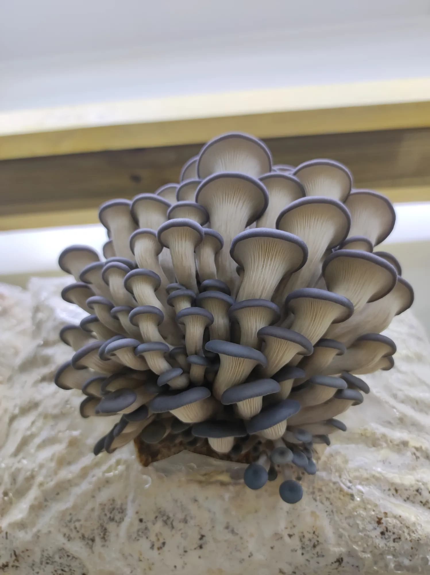 Pleurote gris (Pleurotus ostreatus) cultivé à la ferme