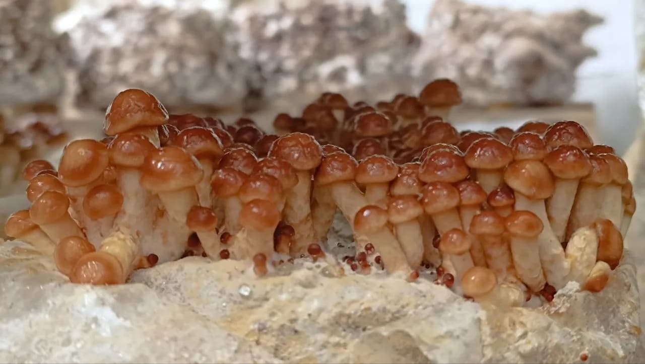 Nameko (Pholiota microspora (syn. P. nameko)) cultivé à la ferme
